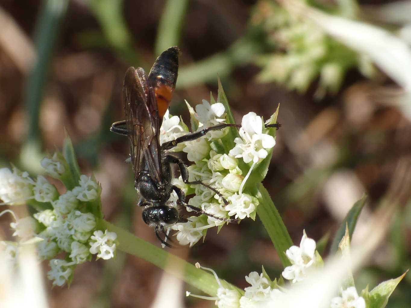 Sphecidae insolito